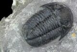 Nice, Gerastos Trilobite Fossil - Morocco #87569-3